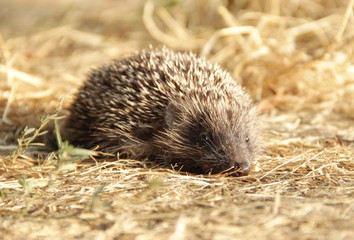 Hedgehog