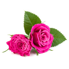 pink rose flower bouquet isolated on white background cutout