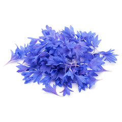 Blue Cornflower Herb or bachelor button flower petals isolated on white background cutout