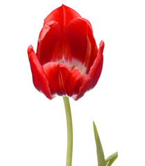 red tulip flower head isolated on white background