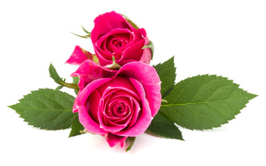 pink rose flower head isolated on white background cutout