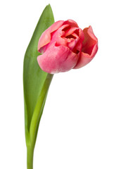 one pink tulip flower isolated on white background