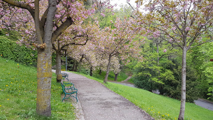 Beautiful blooming trees in a park