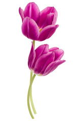 Fototapeta premium Two lilac tulip flowers isolated on white background cutout