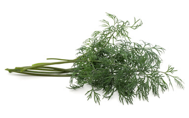 Close up shot of branch of fresh green dill herb leaves isolated on white background