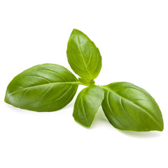 Sweet basil herb leaves isolated on white background closeup - obrazy, fototapety, plakaty