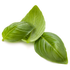 Sweet basil herb leaves isolated on white background closeup