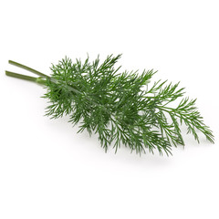 Close up shot of branch of fresh green dill herb leaves isolated on white background