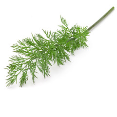 Close up shot of branch of fresh green dill herb leaves isolated on white background