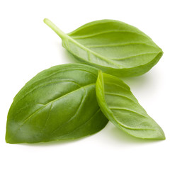 Sweet basil herb leaves isolated on white background closeup