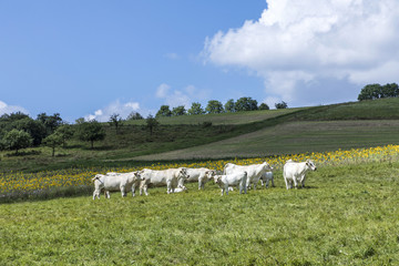 Fototapeta na wymiar rural landscape in the Hintertaunus area at Usingen