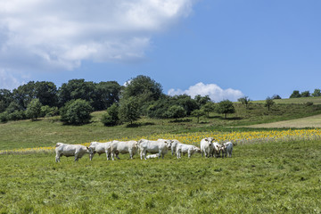 cows grazing at the meadow in rural landscape