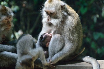 macaque mammal