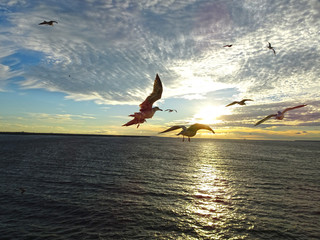 Viele Möwen fliegen zur Sonne bei schönem Sonnenuntergang über der Ostsee