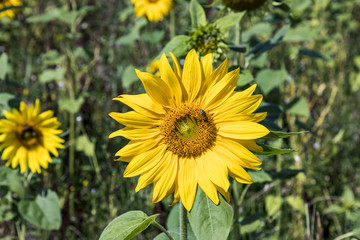 sunflowers grow at the field