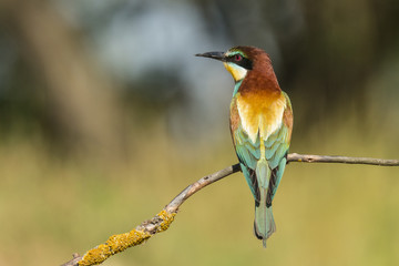 Bee Eater