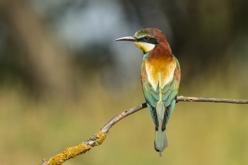 Bee Eater