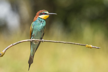 Bee Eater