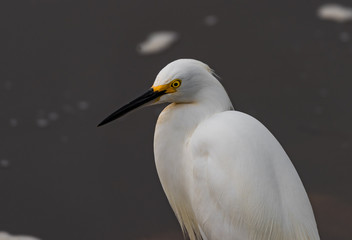 A Snowy Egret