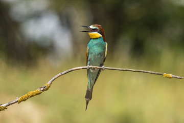 Bee Eater
