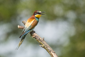 Bee Eater