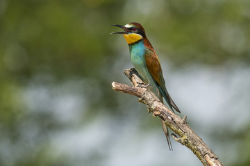 Bee Eater