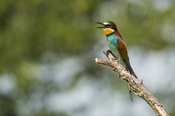 Bee Eater