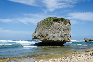 Coral rock on the beach of Bathsheba, Barbados, Caribbean Islands