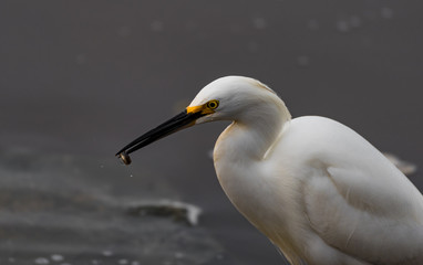 Snowy Egret and A Goby