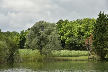Fototapeta na wymiar Contrastes entre le vert de la forêt et du champ de tournesols avec les nuages gris foncés ,au bout de l'étang aux eaux couleur kaki ,près de Vendoire au Périgord Vert 