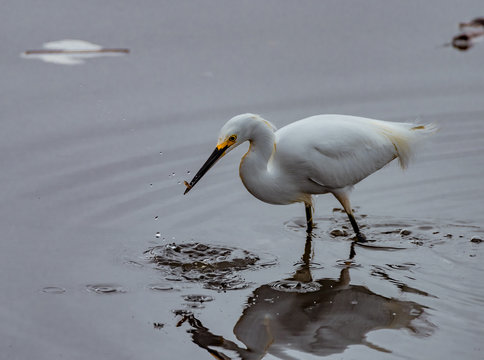 A Snowy Egret snatches a fish from the waters of the Marin Headlands