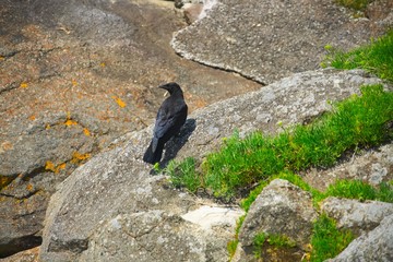 Corbeau .