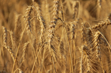 Barley