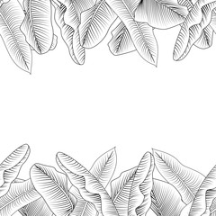 Seamless tropical horizontal border with image of a Banana leaves. Vector black and white illustration can used for design invitation card, prints, textile, wedding invitation, banners and other.