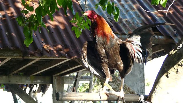 Rooster looking a round at Balicasag Island in Bohol the Philippines