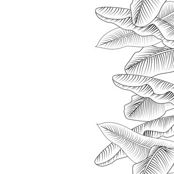 
Seamless tropical vertical gorizontal border with image of a Banana leaves. Vector black and white illustration can used for design invitation card, prints, textile, wedding invitation and other.