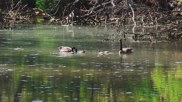 Canadian Geese WIth Goslings Feeding and Swimming on a Quiet pond