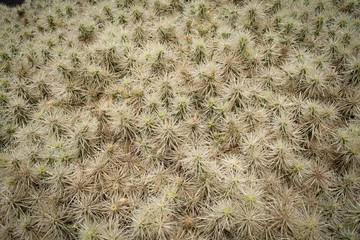 cactus spines