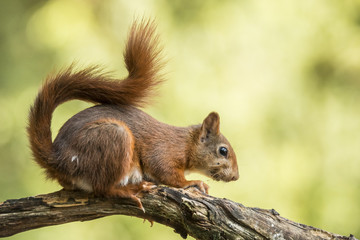 Red Squirrel
