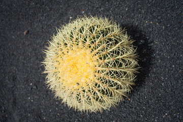 gold barrel cactus