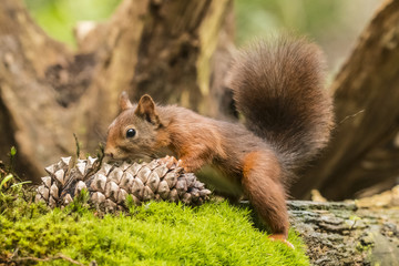 Red Squirrel