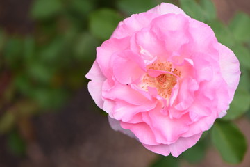 Pink Flower