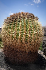 gold barrel cactus