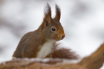 Red Squirrel