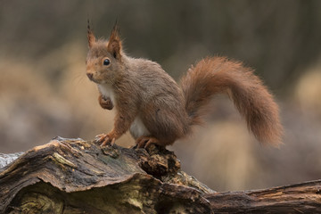 Red Squirrel