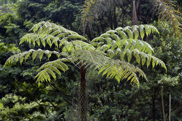 Dicksonia sellowiana, the great fern of the Americas