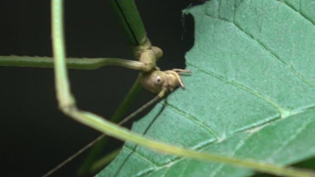 Walking stick insect eating leaf, extreme close up, magnification