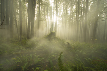 Scenic view of trees in forest during fog at Cascade National Park