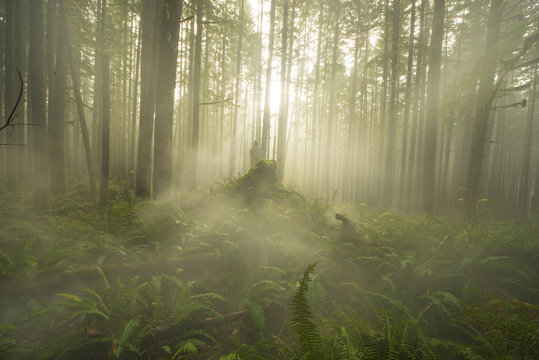 Fototapeta Scenic view of trees in forest during fog at Cascade National Park