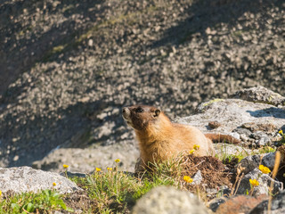 Marmot